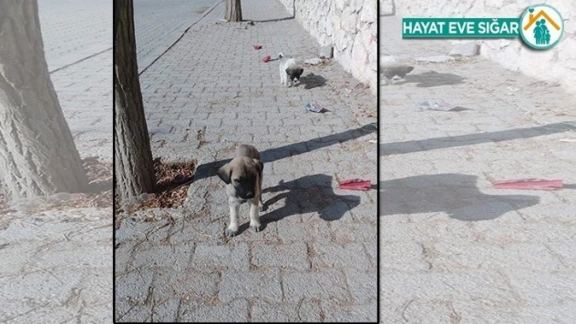 Şahin Hayvan severlere seslendi